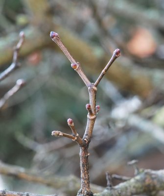 Acer platanoides 'Dissectum' - javor mléčný (mléč) - zimní pupeny